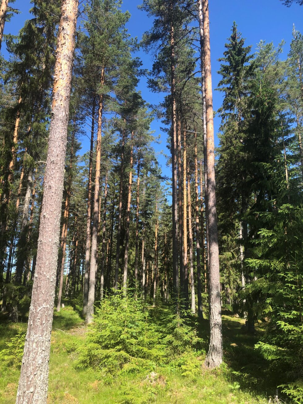 Tallskog-980x1307
