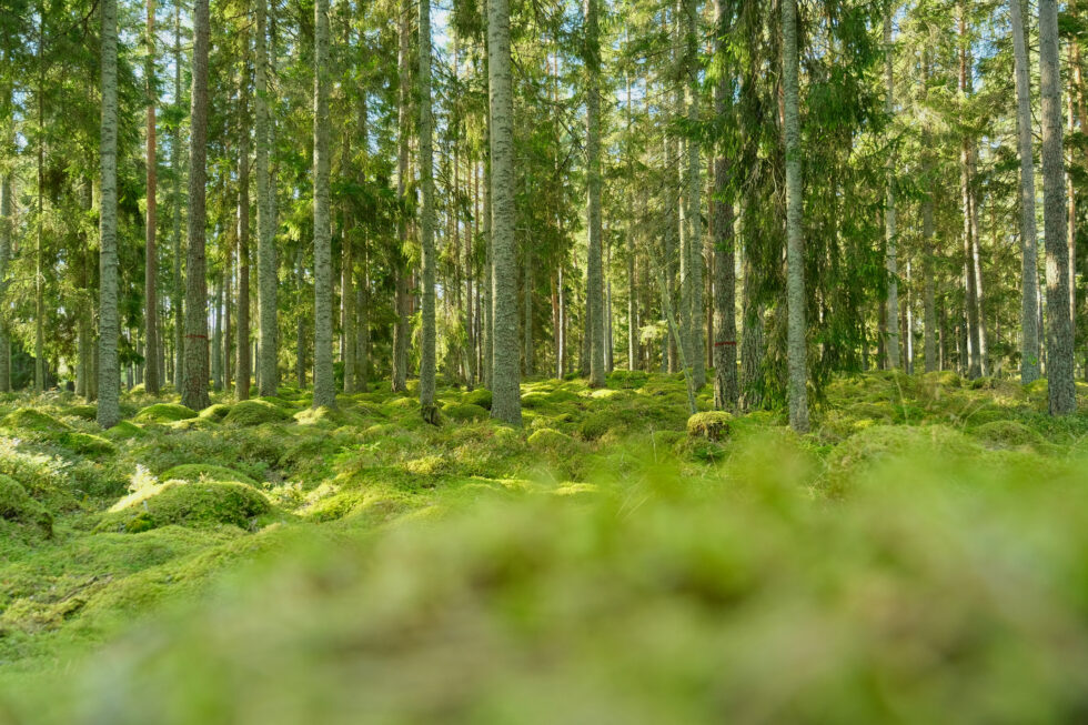 OR-Brannkarret-980x653