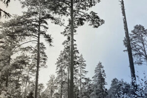 Oster-Rekarne-2 Oster-Rekarne-2