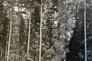 Oster-Rekarne Oster-Rekarne