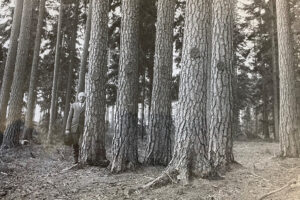 Tallgrupp-Skarbyholm-1971-Grimsten Tallgrupp-Skarbyholm-1971-Grimsten