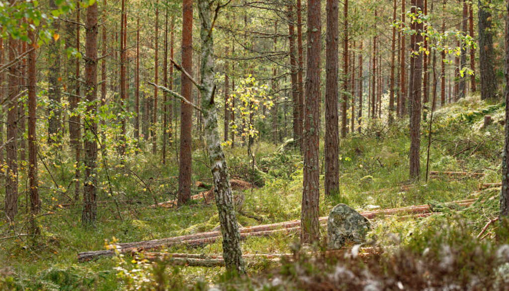 OktGallringHaneberg-1